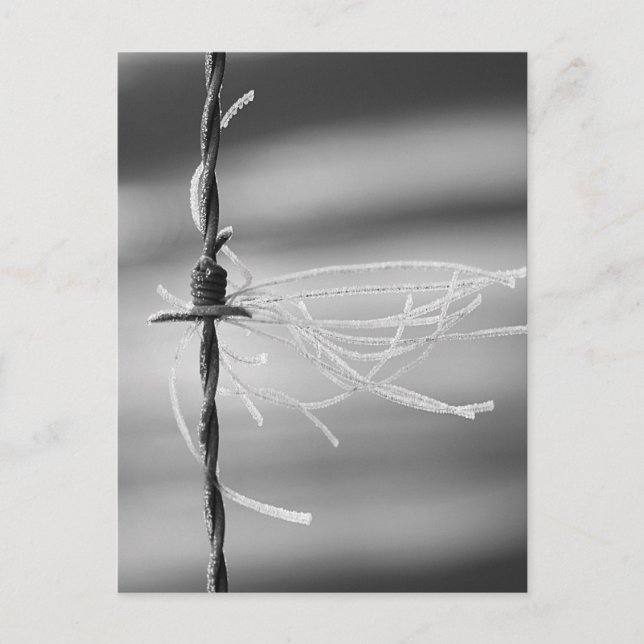 Tangled Threads - Barb Wire Still Life Photograph Postcard (Front)