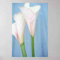 Tango White Calla Lilies Photo Poster Art Print
