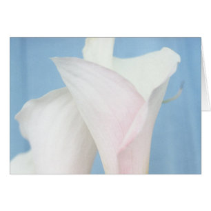 Tango White Calla Lily Photo Art Greeting Card