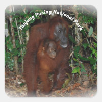 Tanjung Puting National Park