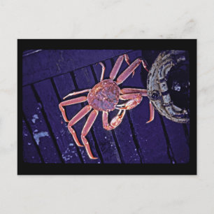 Tanner Crab Postcard