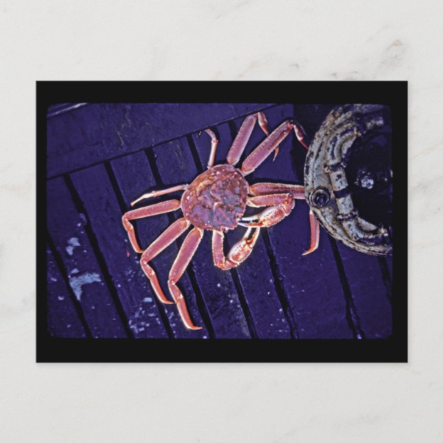 Tanner Crab Postcard (Front)