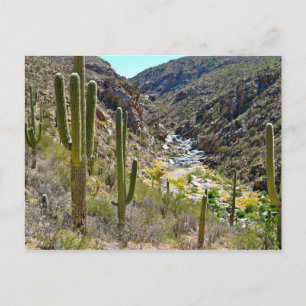 Tanque Verde Canyon Postcard