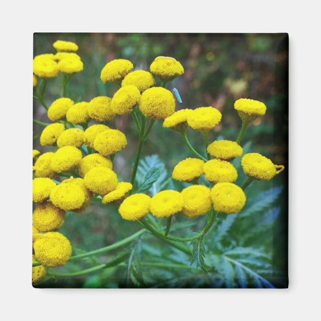 Tansy Flowers Magnet (Front)