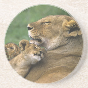 Tanzania, Ngorongoro Crater. African lion mother Coaster