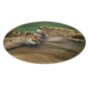 Tanzania, Ngorongoro Crater. African lion mother Cutting Board