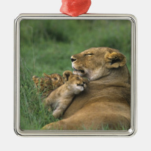 Tanzania, Ngorongoro Crater. African lion mother Metal Tree Decoration