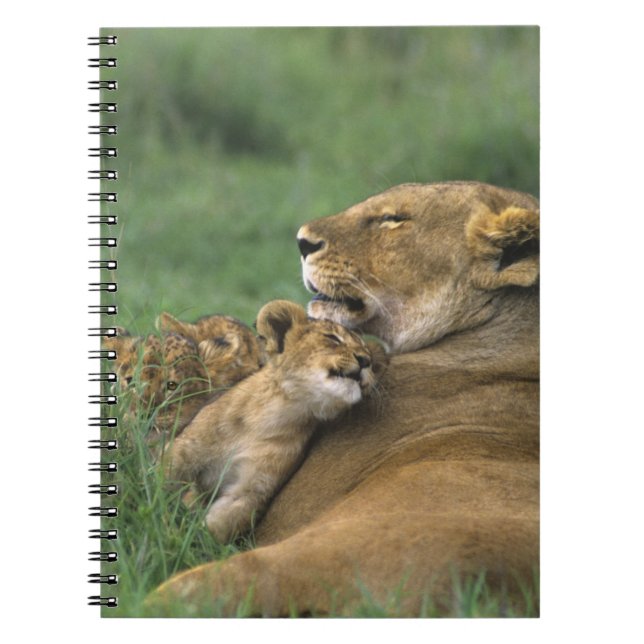 Tanzania, Ngorongoro Crater. African lion mother Notebook (Front)