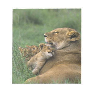 Tanzania, Ngorongoro Crater. African lion mother Notepad