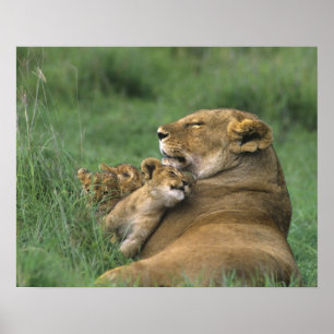 Tanzania, Ngorongoro Crater. African lion mother Poster