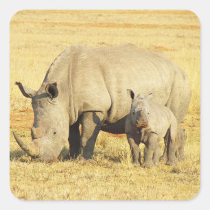 Tanzania Rhino Safari on Display Stickers
