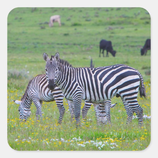 Tanzania Zebra Stickers (Front)