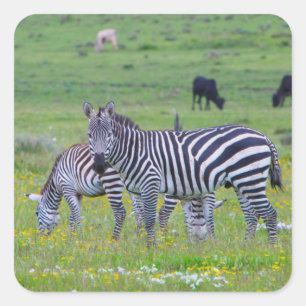 Tanzania Zebra Stickers