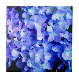 Tanzanite purple blue hydrangeas tile