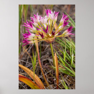 Tapertip Onion Flowering In The Painted Hills Poster