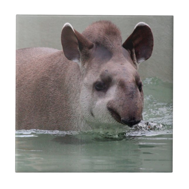Tapir_2015_0101 Tile (Front)