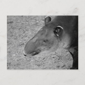 tapir head black and white zoo animal postcard