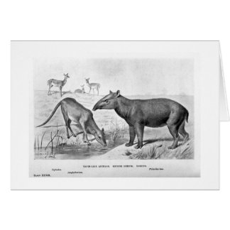 Tapir-like animals art card