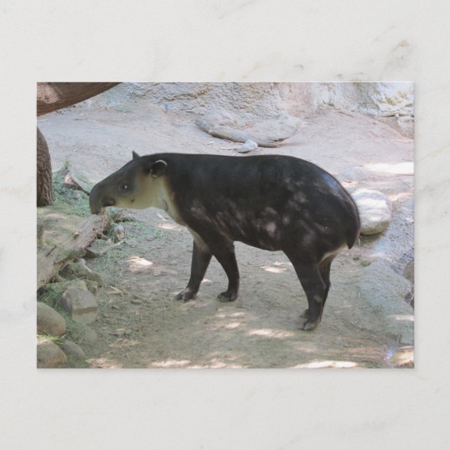 Tapir Postcard (Front)