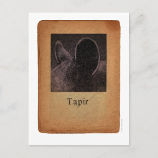 Tapir Postcard