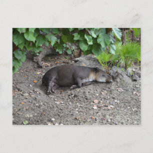 tapir sleeping on sand postcard