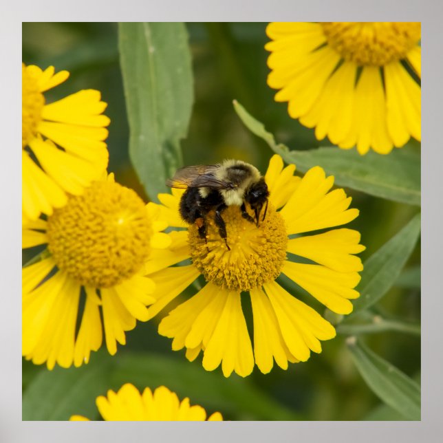 Tapping In Poster (Front)