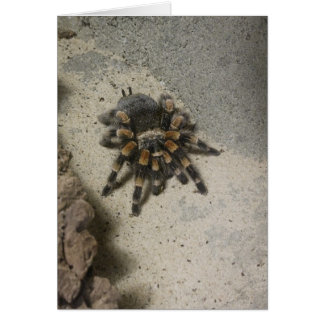 Tarantula Blank card