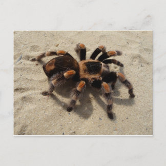 Tarantula brachypelma red knee poisonous postcard