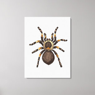 Tarantula Canvas Print