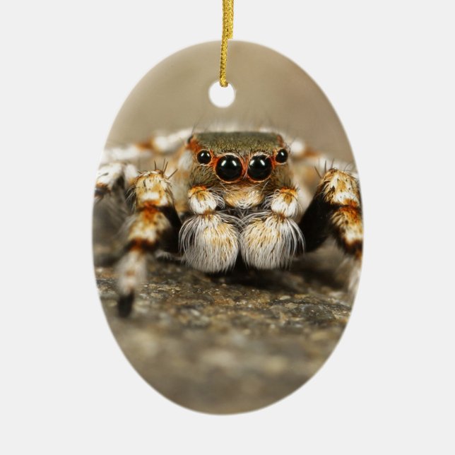 Tarantula Jumping Bird Spider awesome accessories Ceramic Tree Decoration (Front)