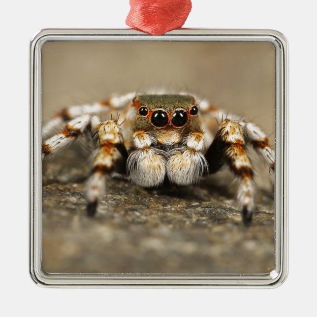 Tarantula Jumping Bird Spider awesome accessories Metal Tree Decoration (Front)
