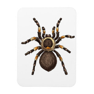 Tarantula Magnet