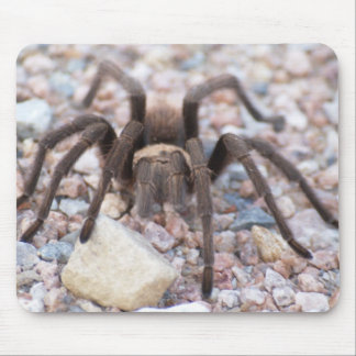 Tarantula Mouse Pad