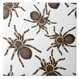 Tarantula on white tile