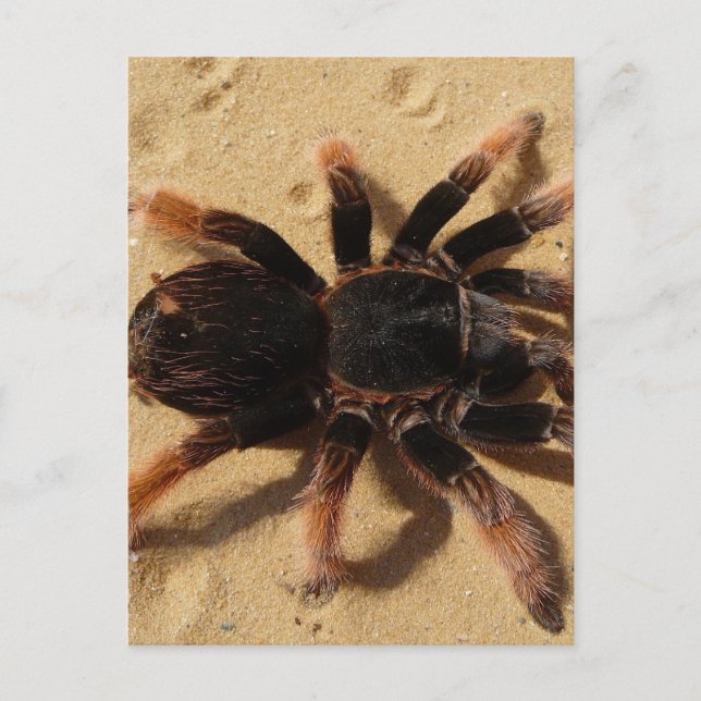 Tarantula Photo Postcard (Front)
