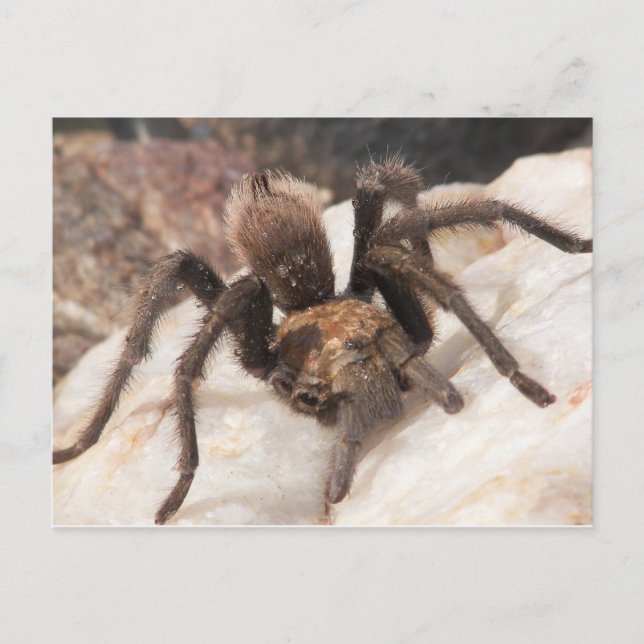 Tarantula Postcard (Front)
