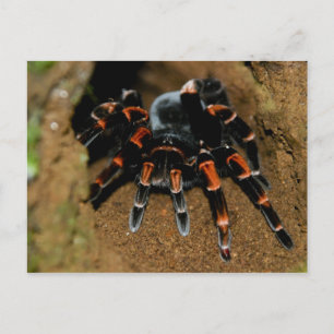 Tarantula Postcard