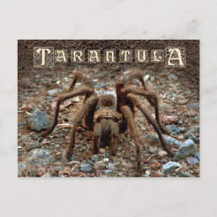 Tarantula Postcard