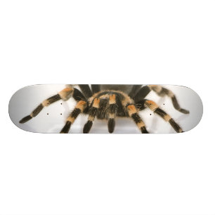Tarantula Skateboard