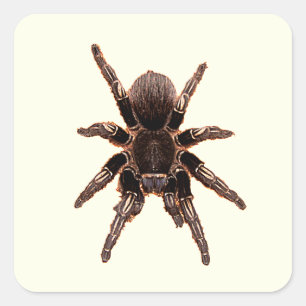 Tarantula Square Sticker