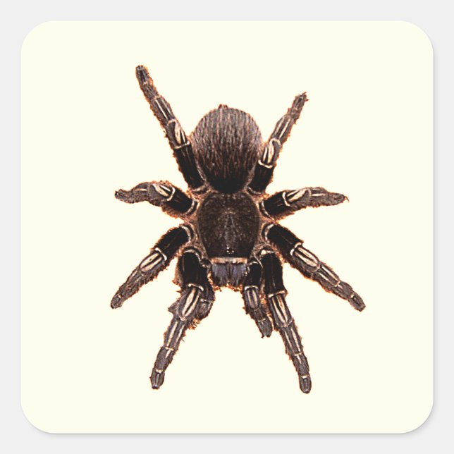 Tarantula Square Sticker (Front)