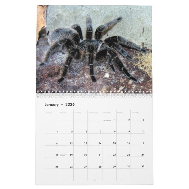 Tarantulas Wall Calendar (Jan 2026)