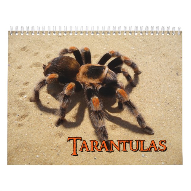 Tarantulas Wall Calendar (Cover)