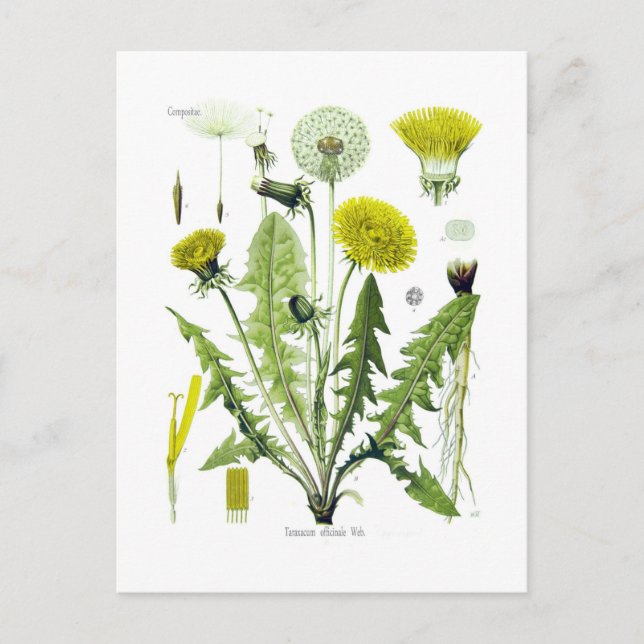 Taraxacum officinale (Dandelion) Postcard (Front)