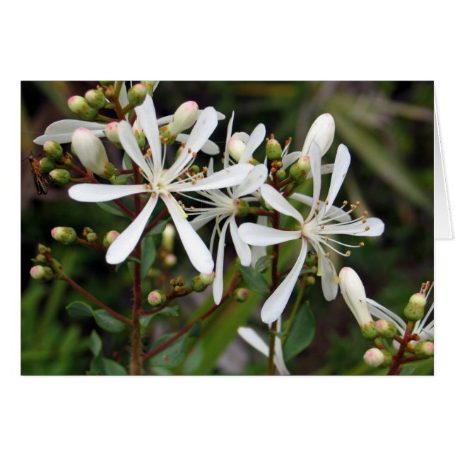 Tarflower (Front Horizontal)