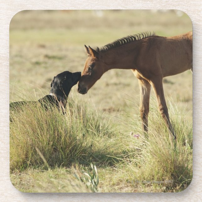 Tarifa, Cadiz, Andalusia, Spain 2 Coaster (Front)