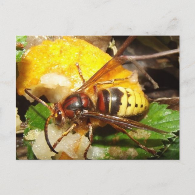 Tarjeta postal De Avispas Postcard (Front)