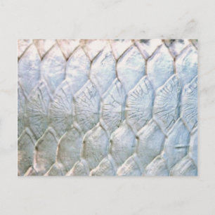 Tarpon by PatternWear© Postcard