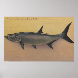 Tarpon Fish from SW Coast of FloridaFlorida Poster