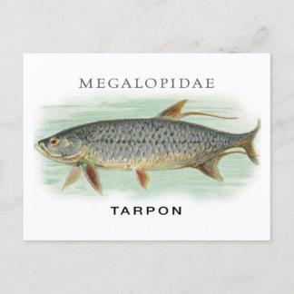 Tarpon Fishing vintage fish illustration with name Postcard